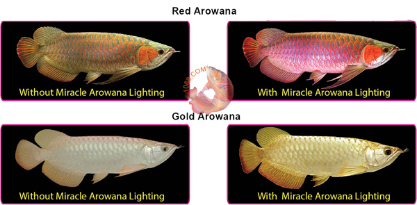 đèn LED chuyên dụng cho hồ nuôi cá rồng